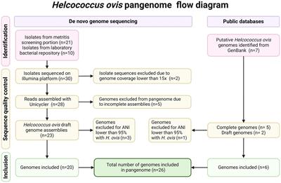 Pangenomic and biochemical analyses of Helcococcus ovis reveal widespread tetracycline resistance and a novel bacterial species, Helcococcus bovis